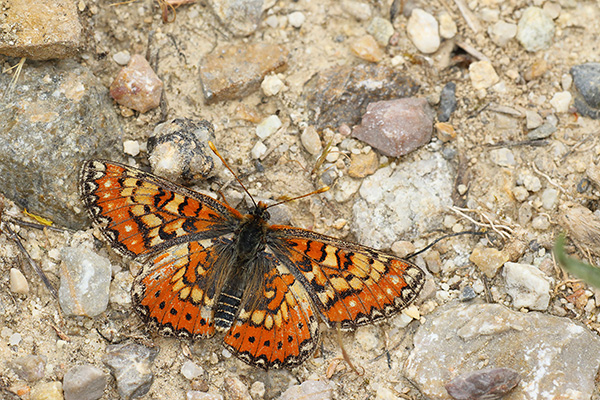 Euphydryas desfontainii - Spanish Fritillary
