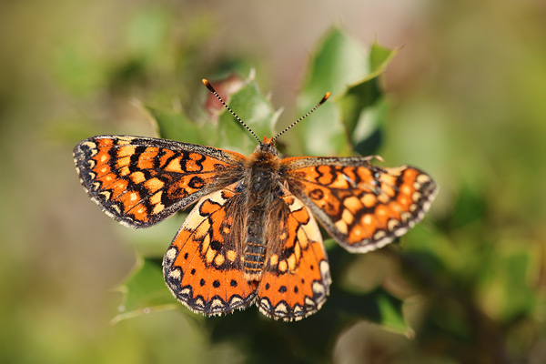 Euphydryas desfontainii - Spanish Fritillary