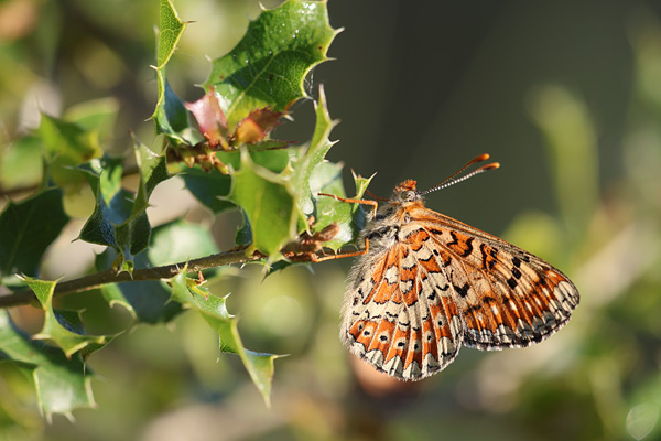 Euphydryas desfontainii - Spanish Fritillary