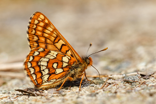 Euphydryas intermedia - Asian Fritillary