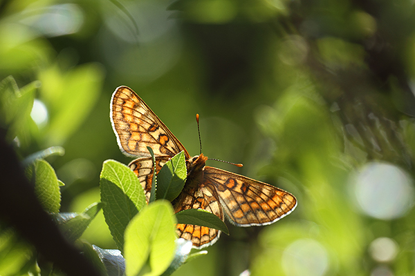 Euphydryas intermedia - Asian Fritillary