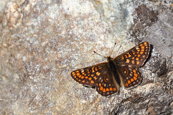 Euphydryas intermedia - Asian Fritillary