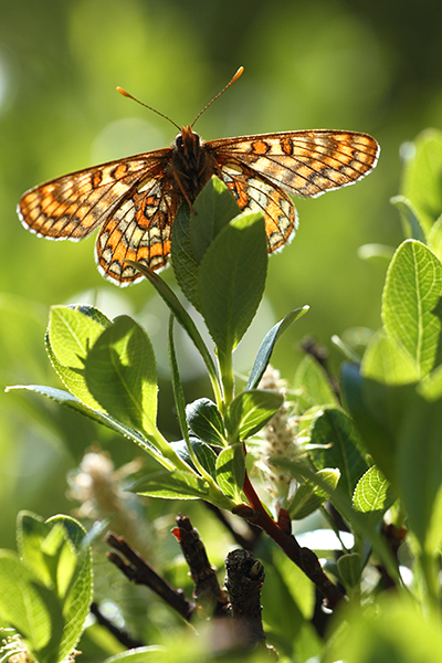 Euphydryas intermedia - Asian Fritillary