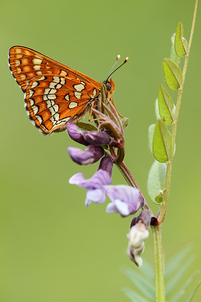 Euphydryas maturna - Scarce Fritillary