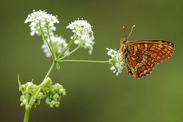 Euphydryas maturna - Scarce Fritillary