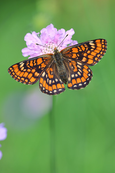 Euphydryas maturna - Scarce Fritillary