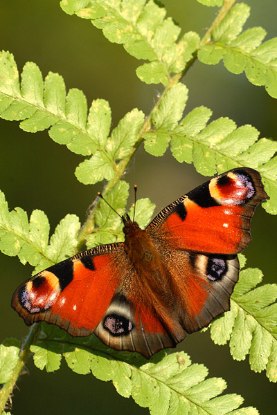 Inachis io - Peacock