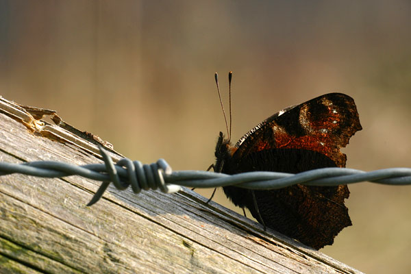 Inachis io - Peacock