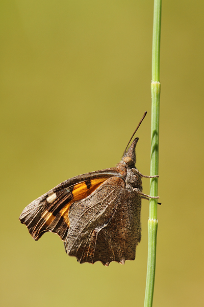 Libythea celtis - Nettle Tree Butterfly