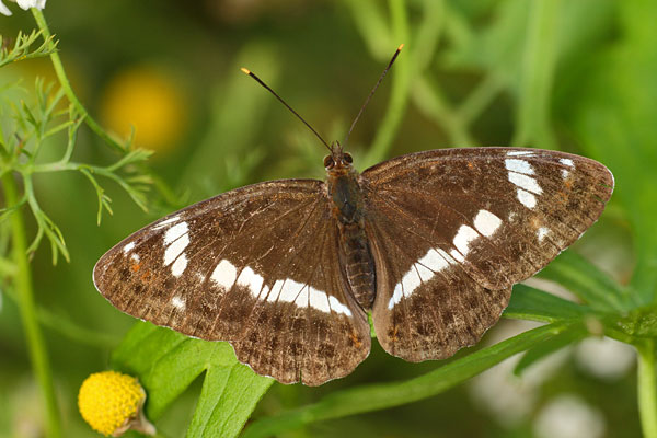 Limenitis camilla - White Admiral