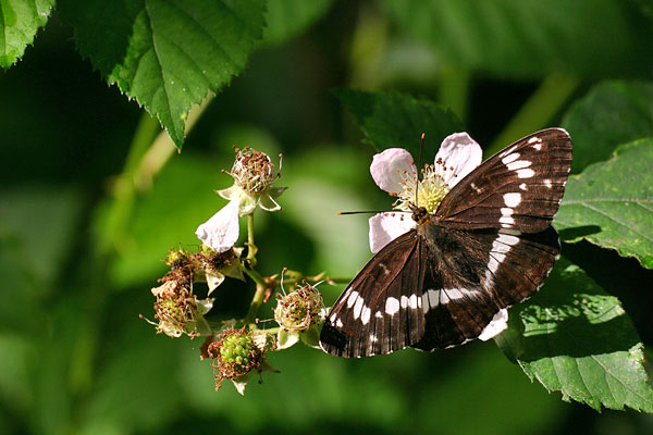 Limenitis camilla - White Admiral