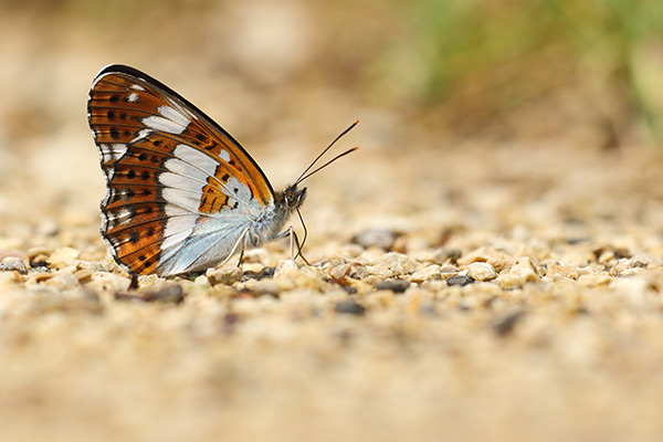 Limenitis camilla - White Admiral