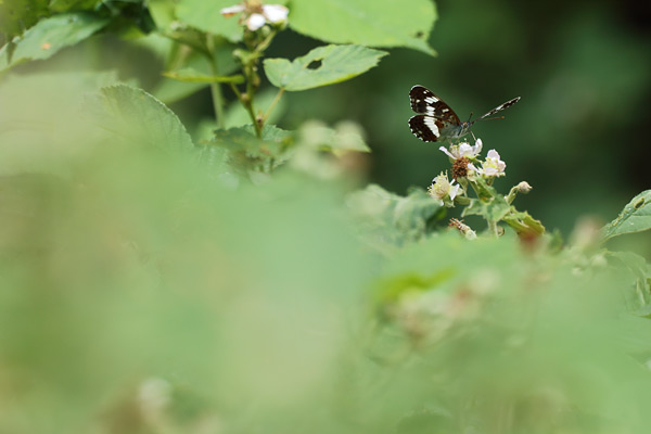 Limenitis camilla - White Admiral