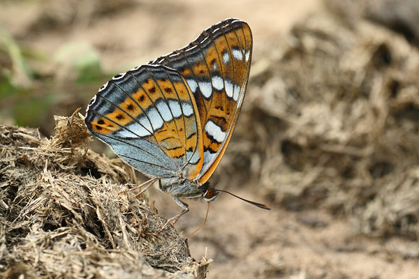 Limenitis populi - Poplar Admiral