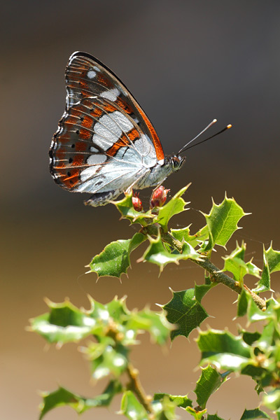 Limenitis reducta - Southern White Admiral