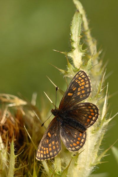Melitaea asteria - Little Fritillary