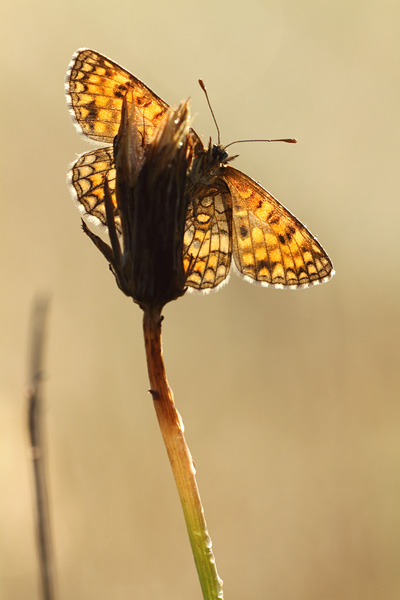 Melitaea athalia - Heath Fritillary