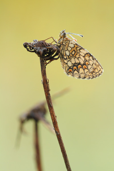 Melitaea athalia - Heath Fritillary