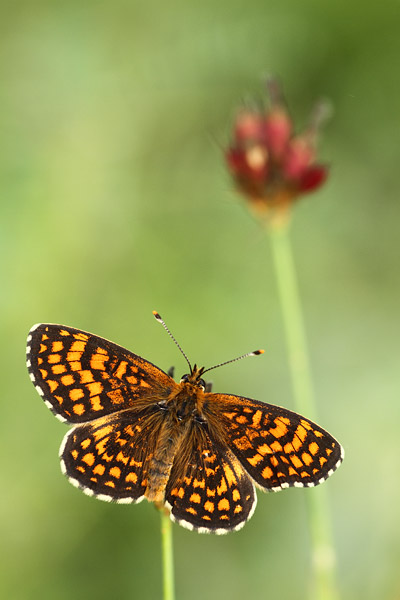 Melitaea britomartis - Assmann's Fritillary