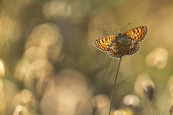 Melitaea cinxia - Glanville Fritillary