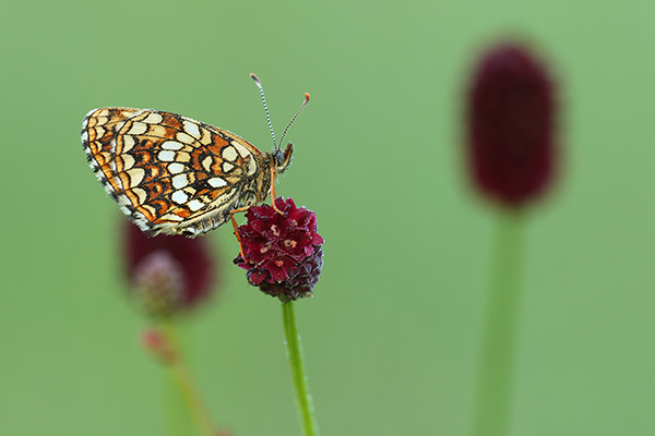 Melitaea diamina - False Heath Fritillary