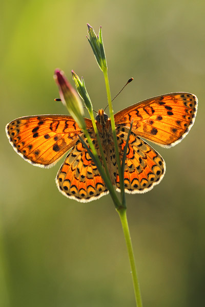 Melitaea didyma - Spotted Fritillary