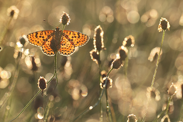 Melitaea didyma - Spotted Fritillary