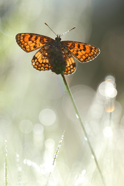 Melitaea parthenoides - Meadow Fritillary