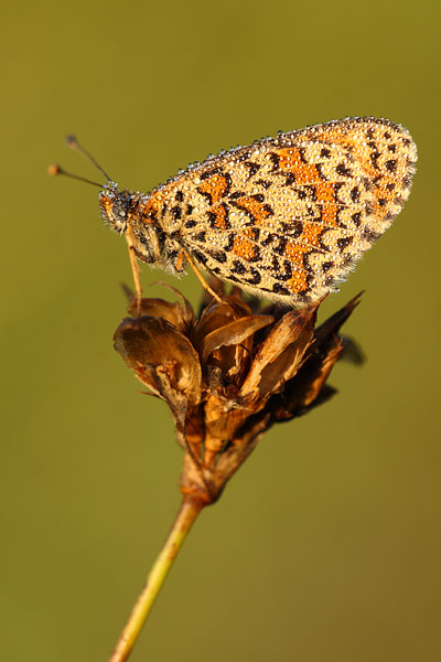 Melitaea trivia - Lesser Spotted Fritillary