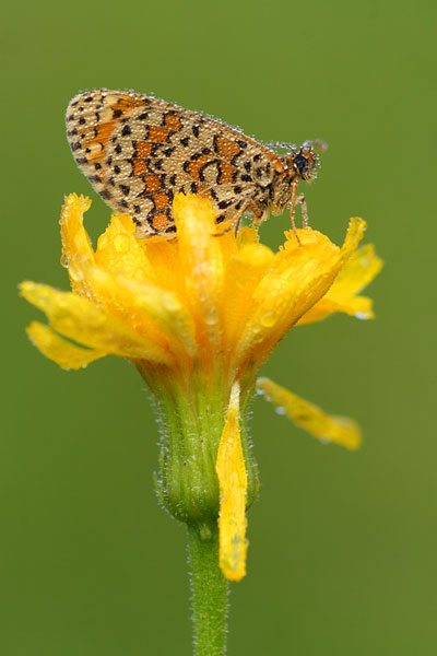 Melitaea trivia - Lesser Spotted Fritillary