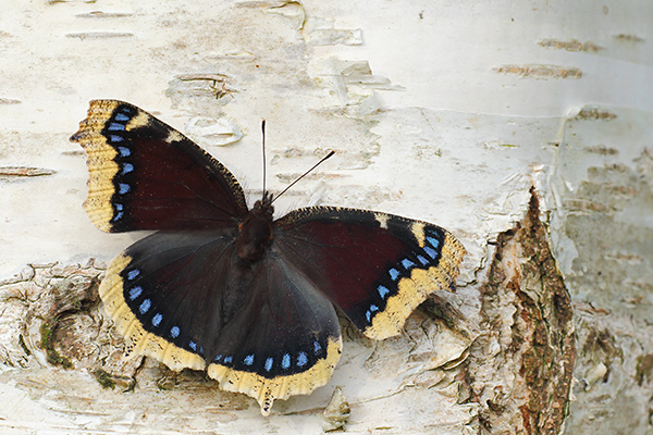 Nymphalis antiopa - Camberwell Beauty