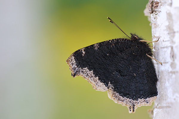 Nymphalis antiopa - Camberwell Beauty