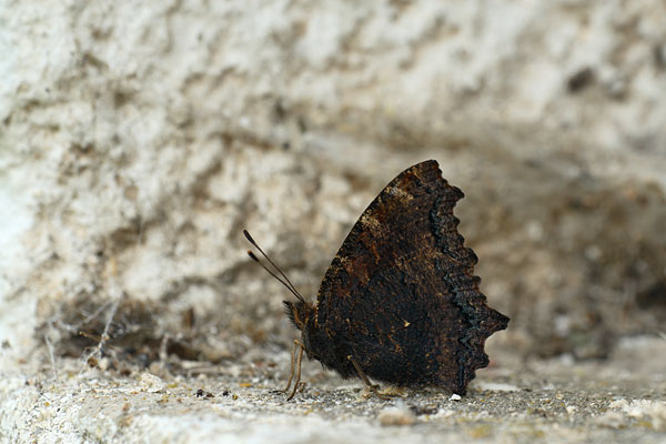 Nymphalis xanthomelas - Yellow Legged Tortoiseshell