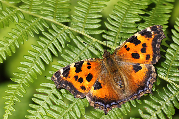 Nymphalis xanthomelas - Yellow Legged Tortoiseshell