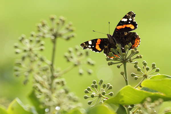 Vanessa atalanta - Red Admiral