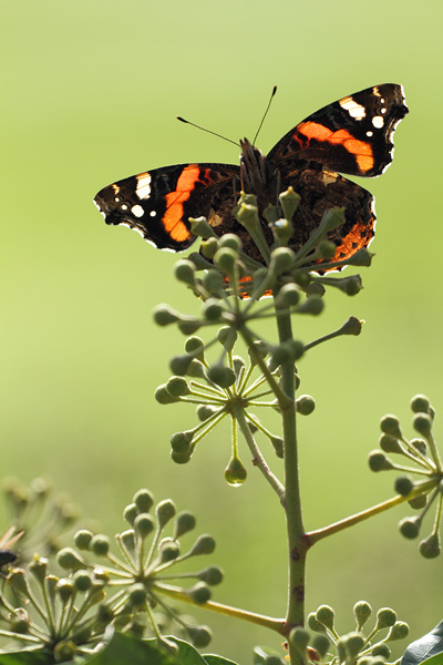 Vanessa atalanta - Red Admiral