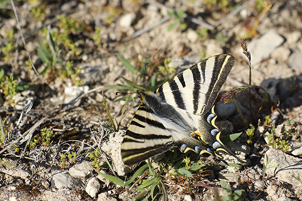 Iphiclides feisthamelii - Southern Scarce Swallowtail