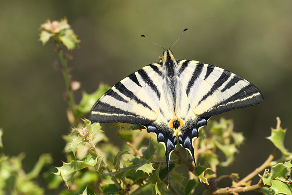 Iphiclides podalirius - Scarce Swallowtail