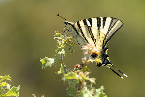 Iphiclides podalirius - Scarce Swallowtail