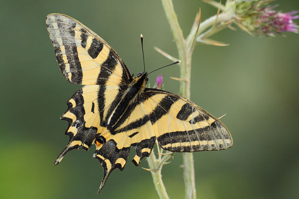 Papilio alexanor - Southern Swallowtail