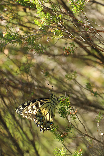 Papilio hospiton - Corsican Swallowtail