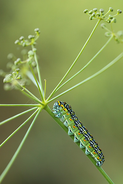 Rups Corsicaanse koninginnenpage – Papilio hospiton