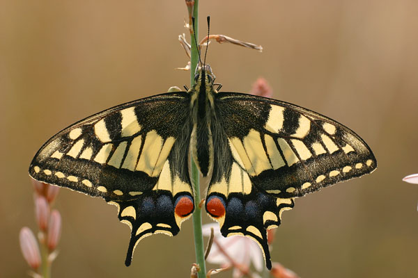 Papilio machaon - Swallowtail