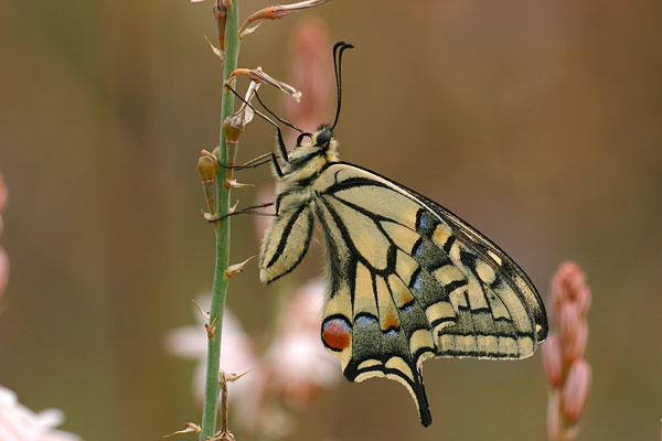 Papilio machaon - Swallowtail