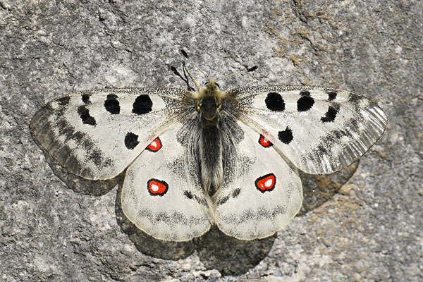 Parnassius apollo - Apollo