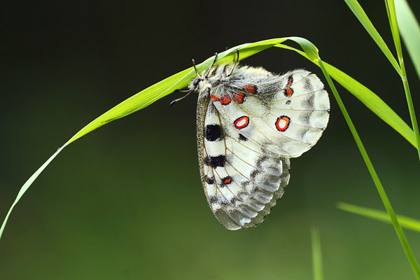 Parnassius apollo - Apollo
