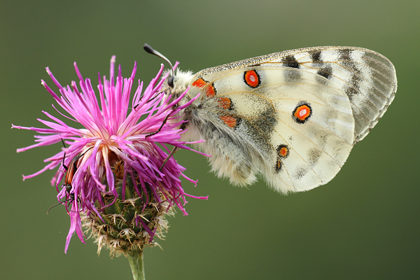 Parnassius apollo - Apollo