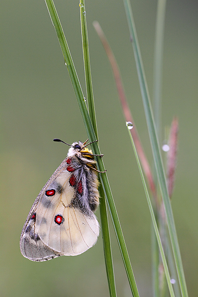 Small Apollo butterfly - Parnassius phoebus