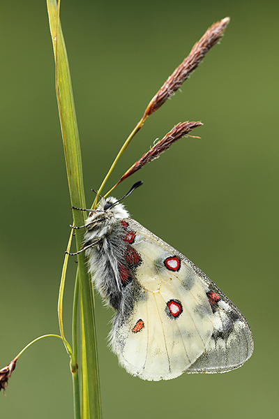 Parnassius phoebus - Small Apollo