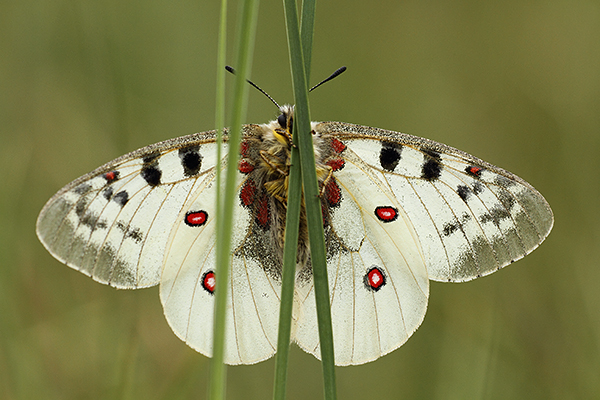 Parnassius phoebus - Small Apollo